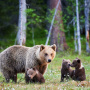 Plánovaný mananžment medveďa hnedého na Slovensku 1